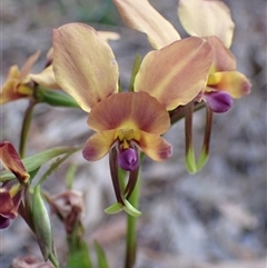 Diuris jonesii at Deepdene, WA - suppressed