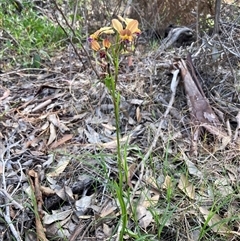 Diuris jonesii at Deepdene, WA - suppressed