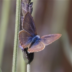 Lampides boeticus (Long-tailed Pea-blue) at Higgins, ACT - 21 Nov 2023 by Jennybach