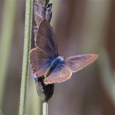 Lampides boeticus (Long-tailed Pea-blue) at Higgins, ACT - 22 Nov 2023 by Jennybach