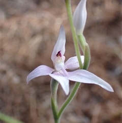 Caladenia latifolia (Pink Fairies) at Deepdene, WA - 15 Oct 2024 by AnneG1