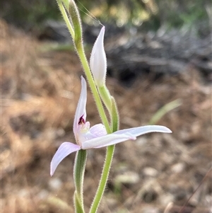 Caladenia latifolia at Deepdene, WA - suppressed