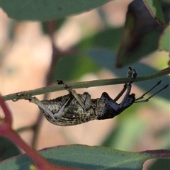 Unidentified Weevil (Curculionoidea) at Bungendore, NSW - 16 Dec 2024 by clarehoneydove