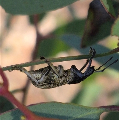 Leptopius robustus (Fruit tree root weevil) at Bungendore, NSW - 16 Dec 2024 by clarehoneydove