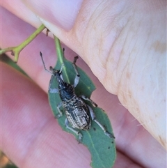 Leptopius robustus at Bungendore, NSW - suppressed