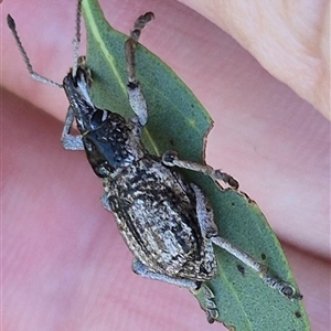 Leptopius robustus at Bungendore, NSW - suppressed