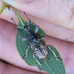 Leptopius robustus at Bungendore, NSW - suppressed