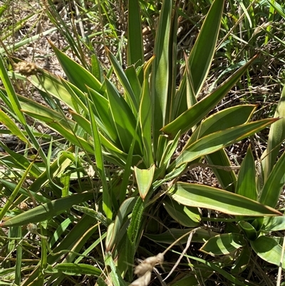 Yucca aloifolia (Spanish Bayonet) at Palmerston, ACT - 16 Dec 2024 by SteveBorkowskis