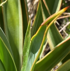 Yucca aloifolia at Palmerston, ACT - 16 Dec 2024