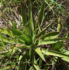 Yucca aloifolia at Palmerston, ACT - 16 Dec 2024