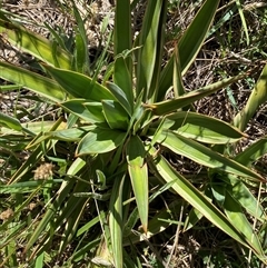 Yucca aloifolia at Palmerston, ACT - 16 Dec 2024