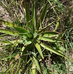 Yucca aloifolia at Palmerston, ACT - 16 Dec 2024