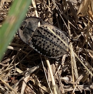 Helea ovata (Pie-dish beetle) at Palmerston, ACT by SteveBorkowskis