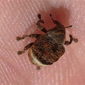 Unidentified Weevil (Curculionoidea) at Bungendore, NSW by clarehoneydove