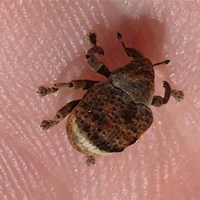 Cryptoplini sp. (tribe) (Weevil) at Bungendore, NSW - 16 Dec 2024 by clarehoneydove