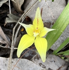 Caladenia flava (Cowslip Orchid) at Deepdene, WA - 15 Oct 2024 by AnneG1