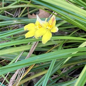 Caladenia flava at Deepdene, WA - suppressed