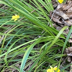 Caladenia flava at Deepdene, WA - suppressed