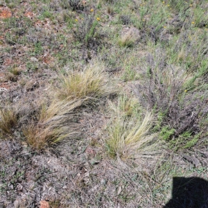 Nassella trichotoma (Serrated Tussock) at Watson, ACT by abread111