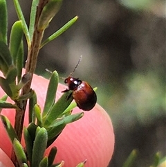 Phyllotocus macleayi at Bungendore, NSW - 16 Dec 2024