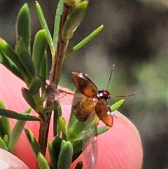 Phyllotocus macleayi at Bungendore, NSW - 16 Dec 2024