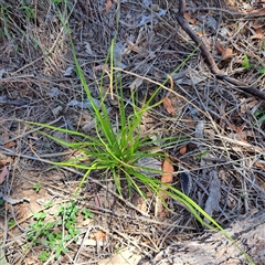 Carex appressa (Tall Sedge) at Watson, ACT - 16 Dec 2024 by abread111