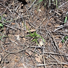 Carex appressa at Watson, ACT - 16 Dec 2024 11:23 AM