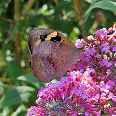 Heteronympha merope at Braidwood, NSW - 16 Dec 2024