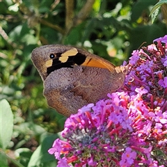 Heteronympha merope at Braidwood, NSW - 16 Dec 2024