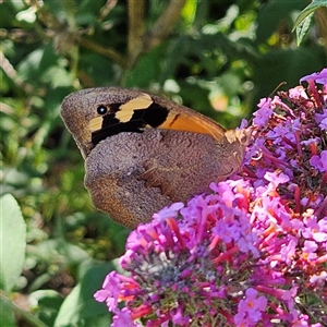 Heteronympha merope at Braidwood, NSW - 16 Dec 2024