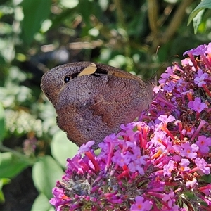 Heteronympha merope at Braidwood, NSW - 16 Dec 2024