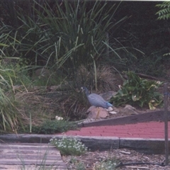 Egretta novaehollandiae (White-faced Heron) at Richardson, ACT - 15 Dec 2002 by MB