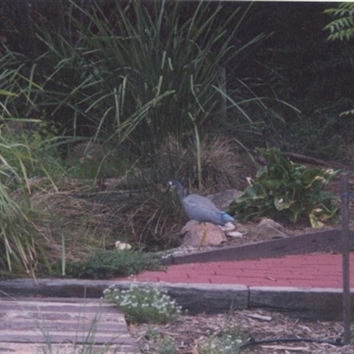 Egretta novaehollandiae (White-faced Heron) at Richardson, ACT - 14 Dec 2002 by MB