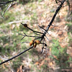 Styphelia triflora (Five-corners) at Watson, ACT by abread111