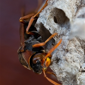 Polistes (Polistella) humilis at Wallaroo, NSW - 14 Dec 2024 09:10 AM