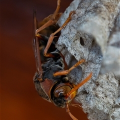 Polistes (Polistella) humilis at Wallaroo, NSW - 14 Dec 2024 09:10 AM