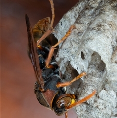 Polistes (Polistella) humilis at Wallaroo, NSW - 14 Dec 2024 09:10 AM