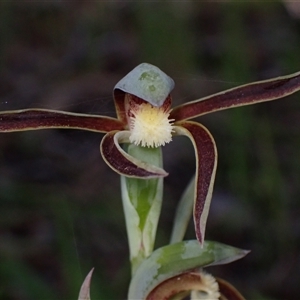 Lyperanthus serratus (Rattle Beaks) at Deepdene, WA by AnneG1