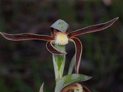 Lyperanthus serratus at Deepdene, WA - 15 Oct 2024 by AnneG1