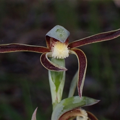 Lyperanthus serratus at Deepdene, WA - 15 Oct 2024 by AnneG1