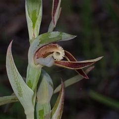 Lyperanthus serratus at Deepdene, WA - 15 Oct 2024