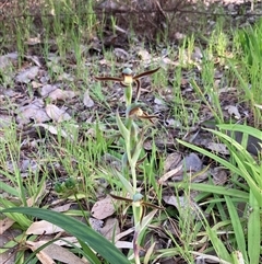 Lyperanthus serratus at Deepdene, WA - suppressed