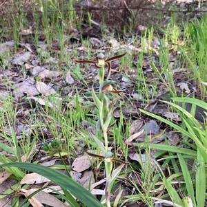 Lyperanthus serratus at Deepdene, WA - 15 Oct 2024