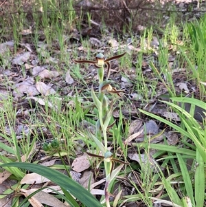 Lyperanthus serratus at Deepdene, WA - suppressed