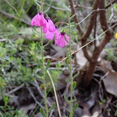 Tetratheca hirsuta at Deepdene, WA - 15 Oct 2024 by AnneG1