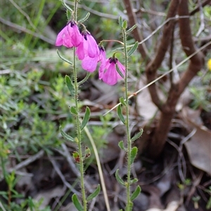 Tetratheca hirsuta at Deepdene, WA by AnneG1