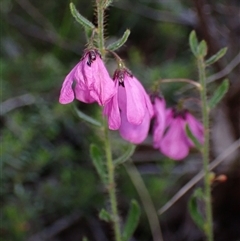 Tetratheca hirsuta at Deepdene, WA - 15 Oct 2024 05:00 PM