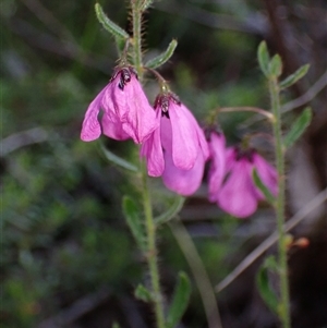Tetratheca hirsuta at Deepdene, WA - 15 Oct 2024 05:00 PM