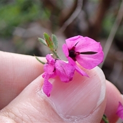 Tetratheca hirsuta at Deepdene, WA - 15 Oct 2024 05:00 PM
