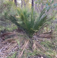 Unidentified Other Shrub at Deepdene, WA - 15 Oct 2024 by AnneG1